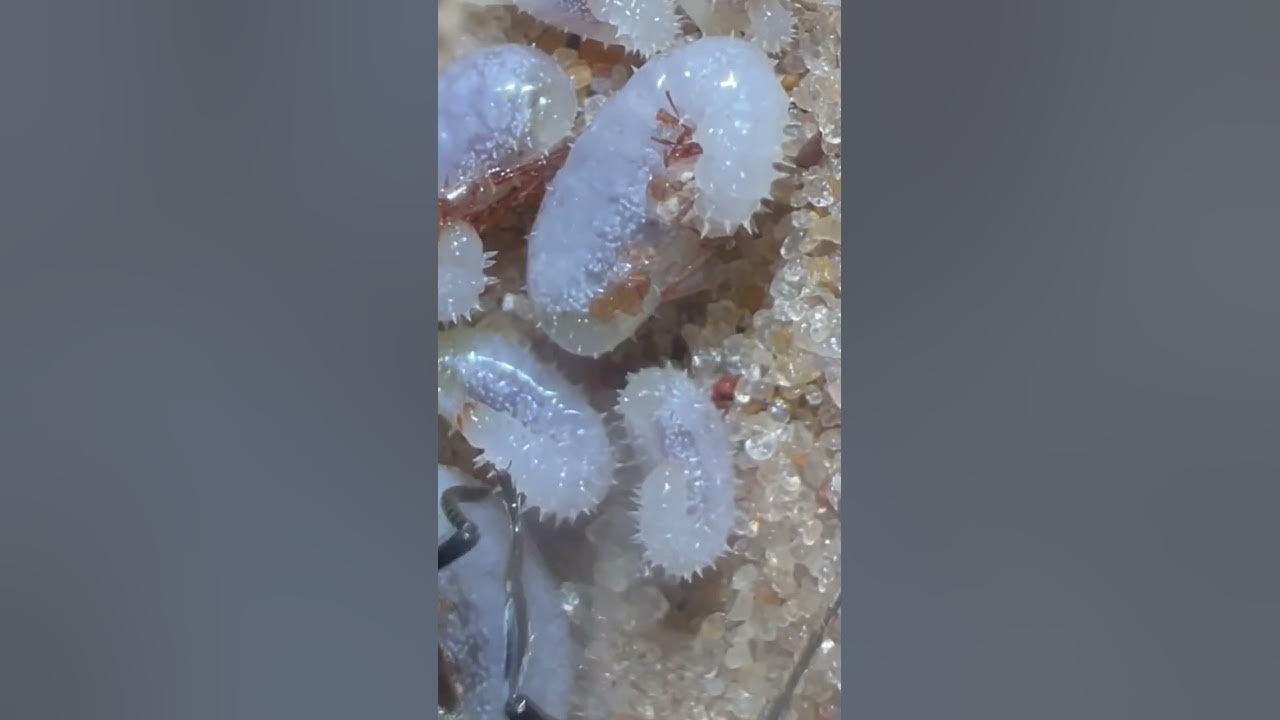 Queen Ant ATTACKS Cockroach