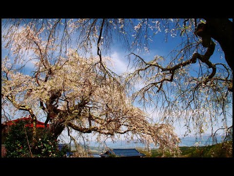 飯綱町❀翁草~しだれ桜