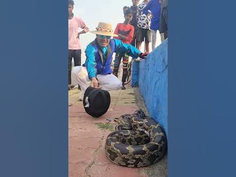 very Aggressive mood Python Snake #youtubeshorts #shortsvideo #trending ...