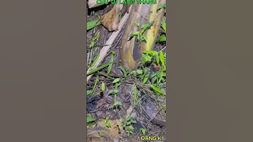 CẮM CÂU CÁ LÓC ĐỒNG Ở MIỀN TÂY ,CẢM GIÁC THẬT PHÊ.