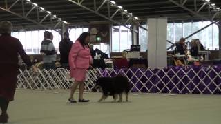 FLCV Inaugural Finnish Lapphund Champ Show  Austrailan Bred Dog