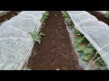 スイカ追肥 米ぬか油カスで甘くする 全ての野菜が遅れ気味 5/15