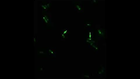 Engineering formation of multiple recombinant Eut protein nanocompartments in E. coli