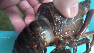 脱皮失敗で死んでしまった伊勢海老 外側の殻が硬く 内側が柔らかい Youtube