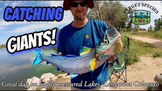 Target Species - Catching GIANTS on highly pressured lake.  St. Vrain St Park, CO.