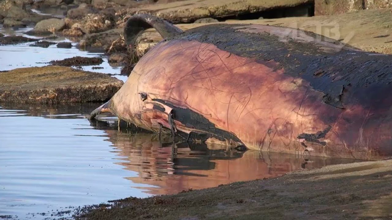 Гигантскую тушу мертвого кита выбросило на побережье Сахалина