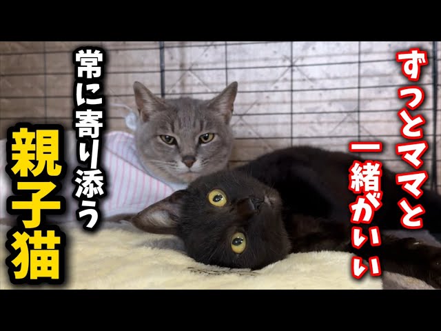 プランチュ様 困難をくぐり抜け帰ってきたねこ様たち The cat