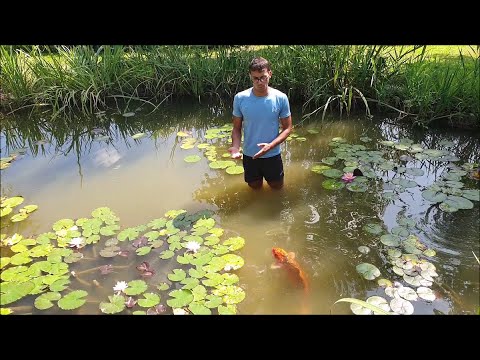 Video: Carpa - un pesce con una disposizione cauta