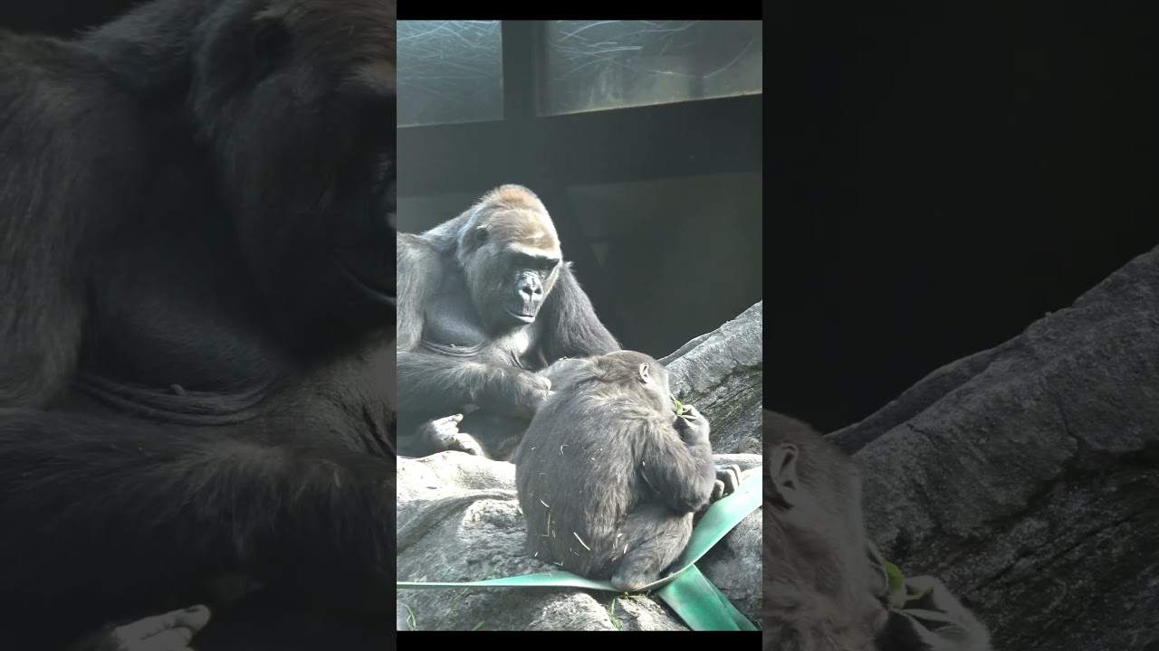 そばに座って食べているスモモを不思議そうに見つめるモモコ🦍　【上野動物園】 　ゴリラ