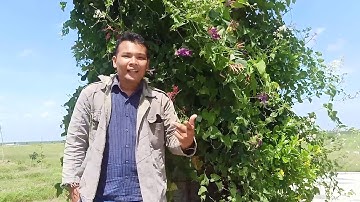 REACH Communication - Socio Informatika & Etika Profesi