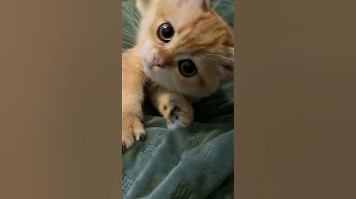 Watch the video about British golden kitten