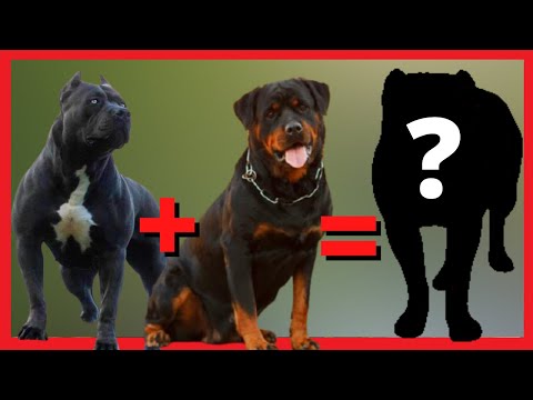 Vídeo: Como você conhece bem suas raças de cães 