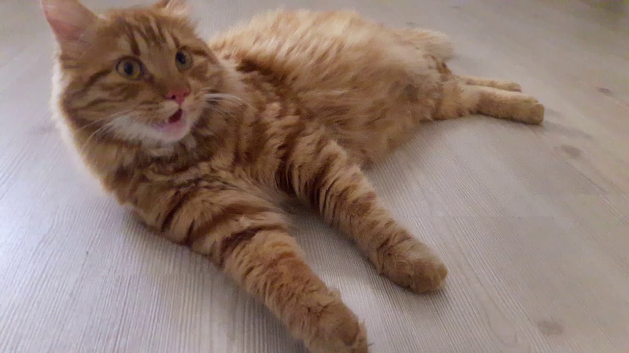 Sıcakta bahçede oynayıp eve gelen kedi (klima açıldı serinletildi ) 😃