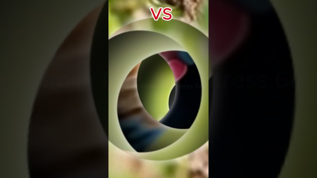 Owl VS Hawk - Epic Clash of the Raptors! 🦉🦅 