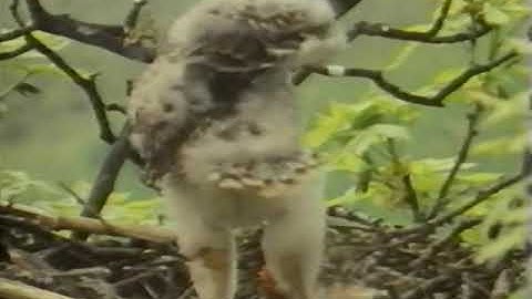 David Attenborough || Wildlife on One S13E05 - Redtail: The Story of a Hawk