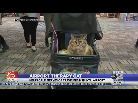 Video: Stitches The Cat Wordt Resident Therapiedier In Minneapolis-St. Internationale Luchthaven Paul