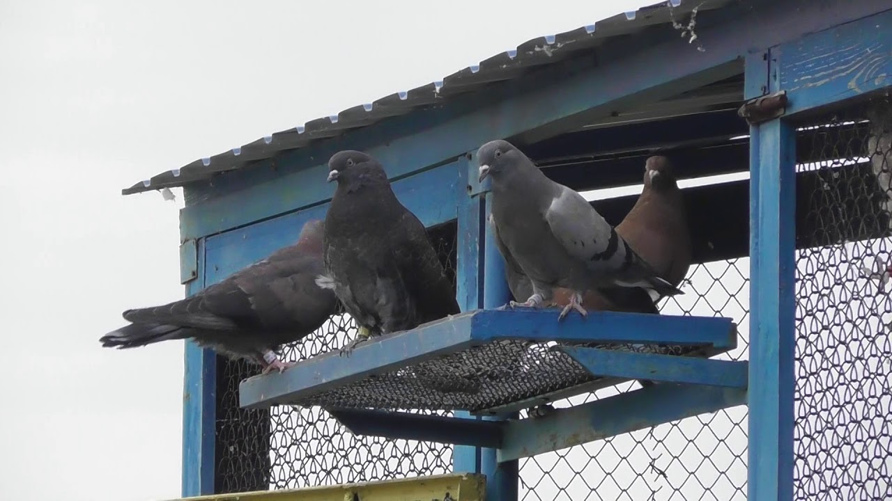 Голубятня на крыше дома