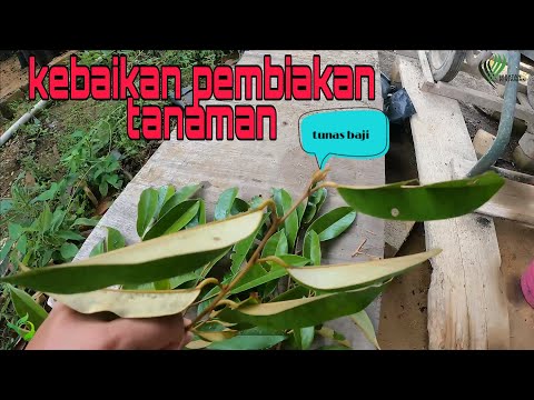 kelebihan/kebaikan pembiakan tampang bagi tanaman durian