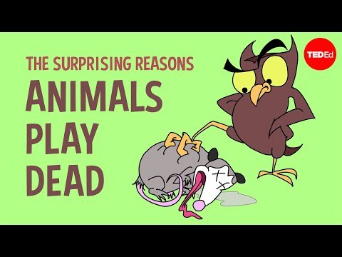 પ્રાણીઓ મૃત રમતા આશ્ચર્યજનક કારણો - Tierney Thys