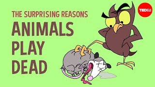 The surprising reasons animals play dead  Tierney Thys