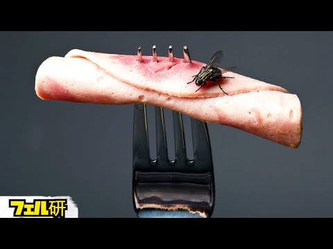 What would happen if a fly settle on food?