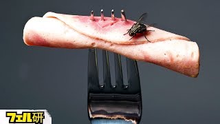 【閲覧注意】ハエが食べ物にとまったらどうなるのか？