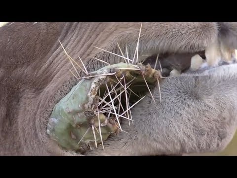 Video: Wie Ein Kamel Dornige Kakteen Frisst