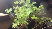 Growing Hydroponic Strawberries with Smart Pots 