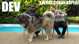 Dev Kafkas Coban Kopegi Gorenleri Saskina Ceviriyor En Buyuk Kopek Irklari Kafkas Kangal Dog Youtube