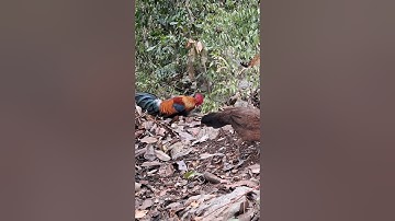 gà mái gọi trống phi cực nhanh. poj qaib xeev lau dhia ceev tiag tiag