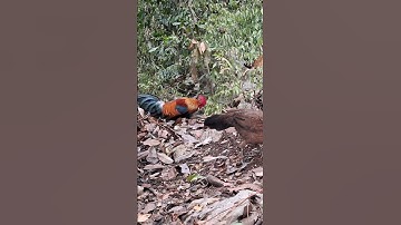 gà mái gọi trống phi cực nhanh. poj qaib xeev lau dhia ceev tiag tiag