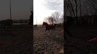 #music #horses #nightwish