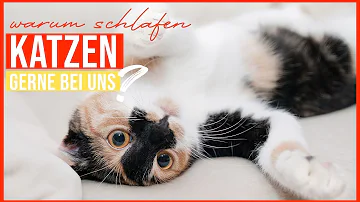 Sollten Katzen mit ins Bett?