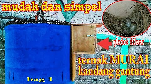 Ternak MURAI BATU kandang gantung Mudah dan Simpel, Asal Tau CARAnya