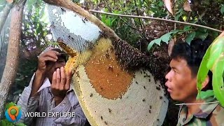 Harvesting Honey From Giant Honeybees In Cambod Full Hd