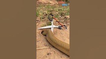 Amazing Scissors Snake Trap #snaketrap #snakeinhole #anaconda #kingcobra #shorts #shortfeed