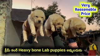 top quality Labrador puppies for sale in telugu/8686272558 /aj pets