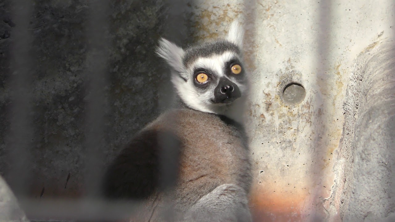 ワオキツネザル (福山市立動物園) 2019年2月25日 | ZFC.jp
