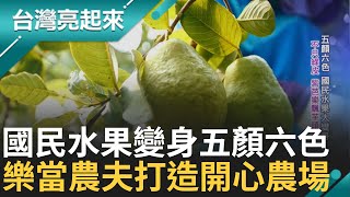 五顏六色的芭樂! 國民水果大變身 紫芭樂飄芋頭味 他立志'照顧父母' 放下相機返鄉兌現承諾改拿鋤頭 嫁接突變種讓'彩色芭樂'問世記者 李心嵐 王明輝【台灣亮起來】20231205三立新聞台