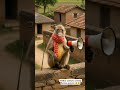 radua pension 😂😆 #funny #comedyvidoes #comedy #funnyanimal #thethar #thetharanimalscomedy