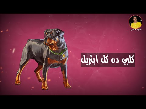 حالات واتس حلقولو 2020 مهرجان كلبي ده كل ابتريل لسه منزلتش