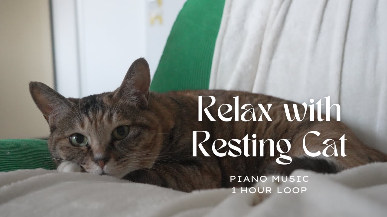 Gentle morning with Resting Cat | 1 Hour Loop | Relaxing Piano Music