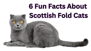 The Adorable Scottish Fold  6 Fun Facts
