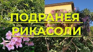 Подранея Рикасоли (Podranea ricasoliana), описание и как вырастить в домашних условиях эту лиану