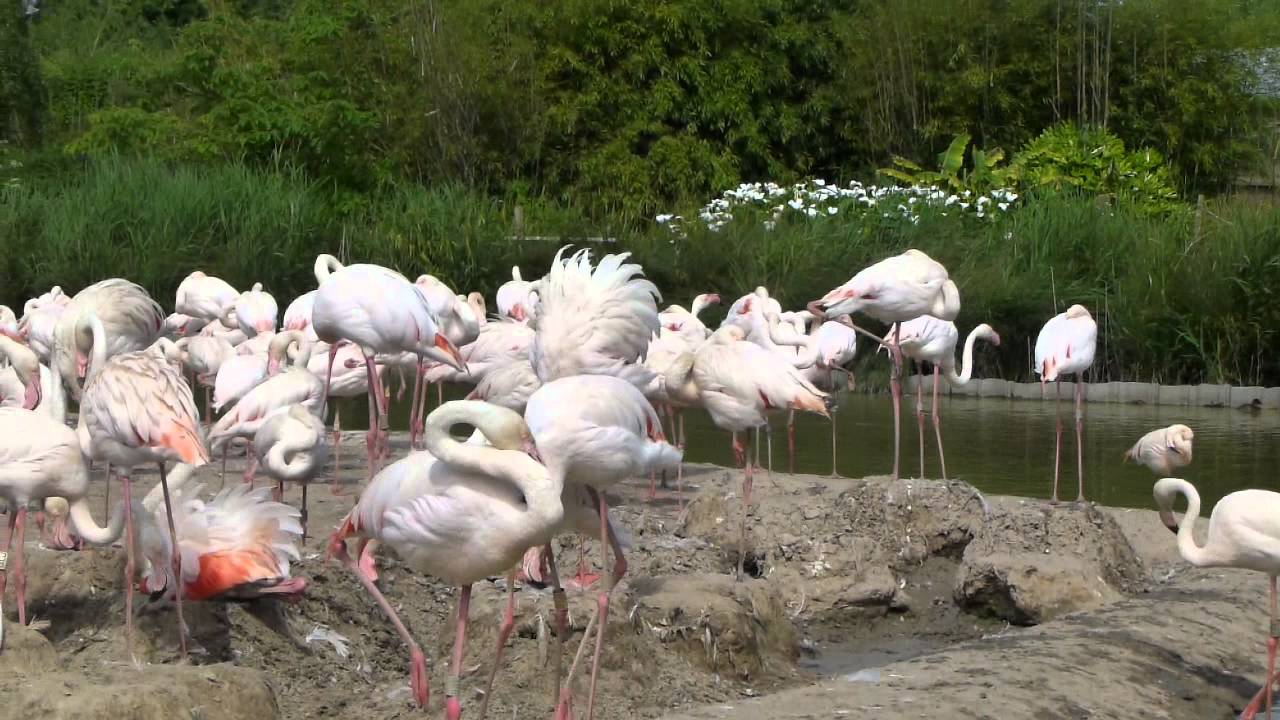 Greater flamingos breeding in Flamingo Lagoon