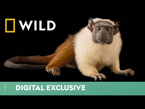 Video: Descrierea și fotografiile Parcului Național Kutai - Indonezia: Insula Kalimantan (Borneo)