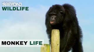 S8E10 | Brian Is On His Guard When He Meets His New Neighbour | Monkey Life | Beyond Wildlife