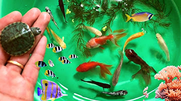 Bắt cá cảnh dễ thương,cá betta,cá bảy màu,cá koi,cá lau kiếng,rùa.cá trân châu.#cacanhdep #caliathia