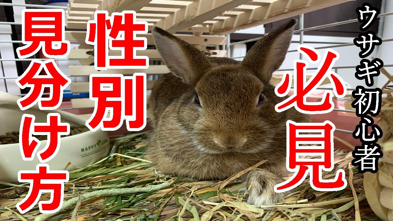 ウサギ初心者必見 ウサギの雄 雌の性別見分け方 Vol 28 Youtube