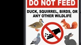 Why it says “ don’t feed the animals “